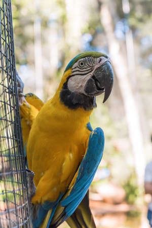 Species of the bird park in Foz do Iguacu Brazil, araraunaの写真素材