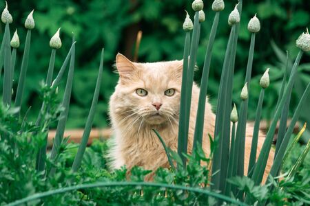 Beautiful persian cat hunt in the grass in summer frontの写真素材