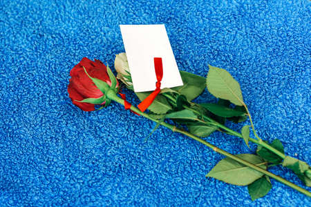 Red rose on a blue background