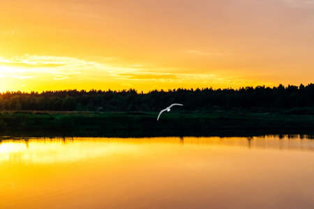 White bird flies in the sky at sunset