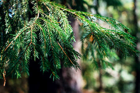 Spruce branch in the summer forest closeupの写真素材