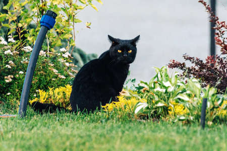 Black cat in the grass in summerの写真素材