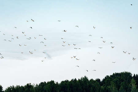 Many seagulls in the cloudy sky in summerの写真素材