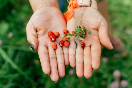Strawberries in female hands close-up on a background of grassの写真素材