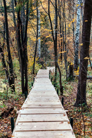 Wooden stairs down in the autumn forestの写真素材