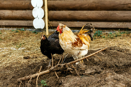 White rooster and black hen on the hay in a country houseの写真素材