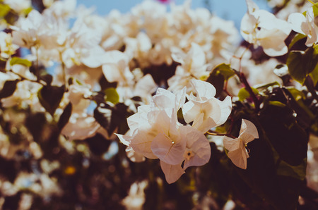 white Bougainvillea in the garden or nature park vintage tonedの写真素材