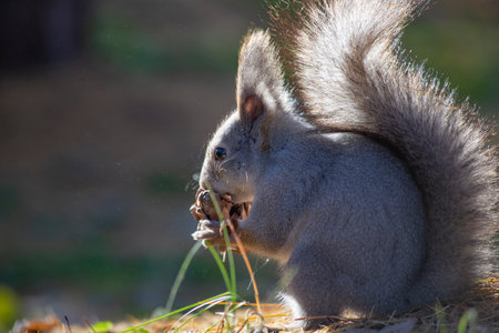 squirrel eating a nut in the park on a sunny autumn dayの写真素材
