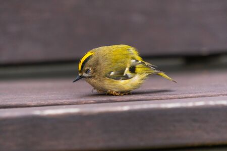 The cute young golden-crowned kinglet fell asleep on a bench in the garden of an old abandoned farmの写真素材