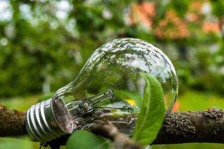 Light bulb on the green tree. Green energy concept. Ecologycalの写真素材