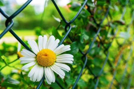 White chamomile sprouting through the fence. Striving for freedomの写真素材
