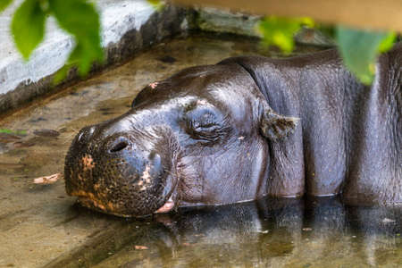 A pygmy hippopotamus rests and sleeps on the flooded steps of an abandoned old building. Nature recovers and drives people out.の写真素材