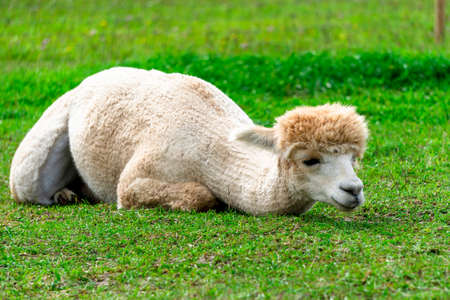 Cute peruvian trimmed Alpaca on the Alpaca Farm in South Estonia.の写真素材