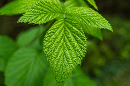 Macro leaves background textureの写真素材