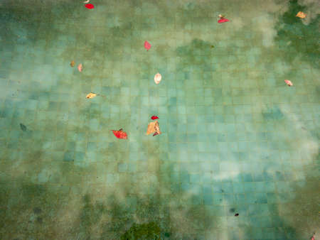 Problem of swimming pool and service concept, leaves from grape tree falling into swimming pool,...