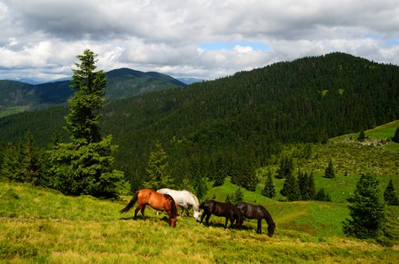 Well fed horses on the mountain pasture feeding on the grass fieldの写真素材