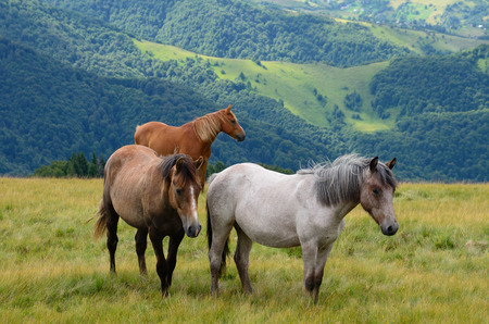 Three horses on the mountain pasture with mountains in the background