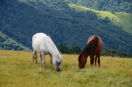 Yin yang black and white horses  feeding on the mountain pasture with mountains in backgroundの写真素材