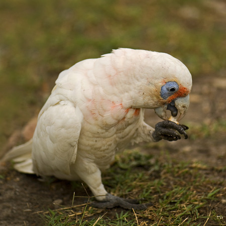 Portrait of little corella with blurred backgroundの写真素材