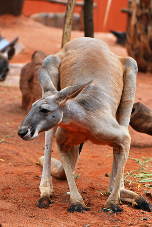 Big ans strong red kangaroo standing on fourの写真素材