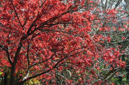Autumn bright colored trees and bushes during the dayの写真素材