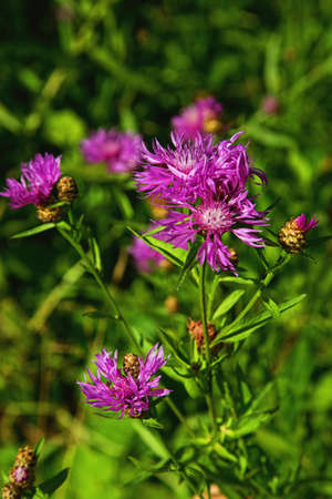 Thistle flowers - national symbol of Scotland - blossoms and flowers on the bush