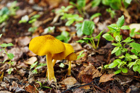Twin mushrooms among dozens of fallen leaves - harvesting mushrooms concept. Close-up capture.
