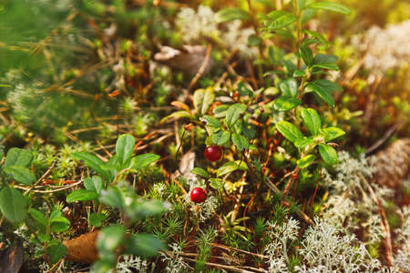 Gifts of the forest - two red berries on the tiny bush surrounded by moss, lichen and some plants in close-up capture from autumn forest. Selective focus.の写真素材