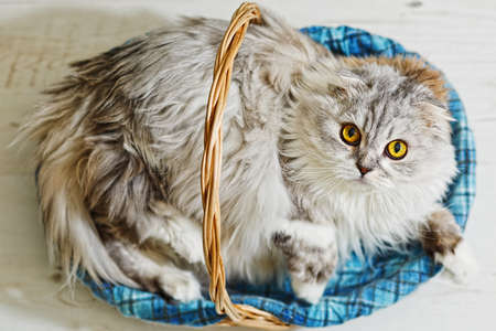 Fat and stout flap eared home cat of highland fold scottish breed with gray fur and yellow eyes lie in basket on checkered plaid. Looking dissatisfied straight in camera. Top view, selective focus.の写真素材