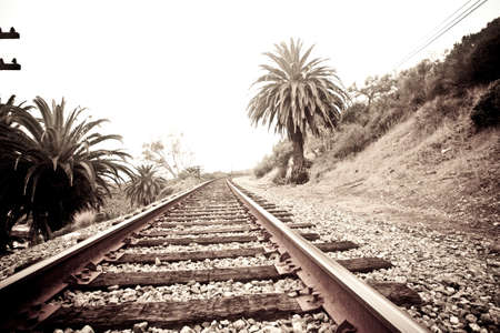 Train tracks surrounded by palm treesの写真素材