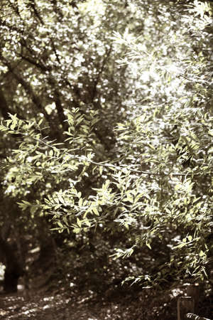 Up-close of leaves and branches on a tree の写真素材
