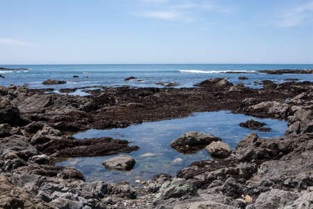 Tide Pool 