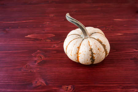 Miniature Pumpkinsの写真素材