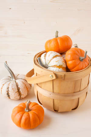 Miniature Pumpkinsの写真素材