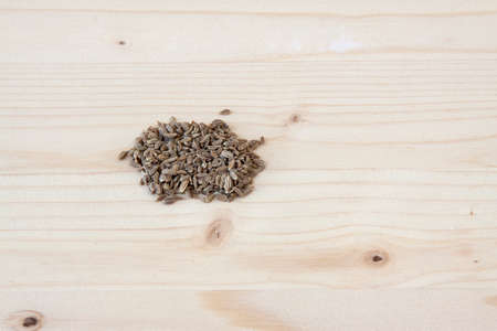 Carrot Seedsの写真素材