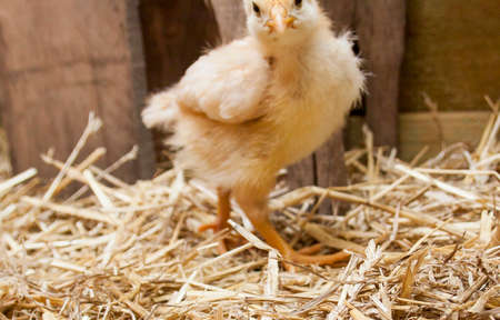 Baby Chicksの写真素材