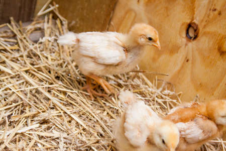 Baby Chicks