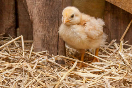 Baby Chicksの写真素材