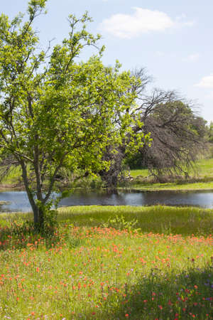 Wild Flowers in a Meadowの写真素材