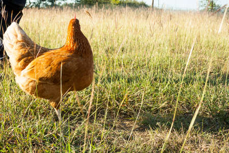 Free Range Chickensの写真素材