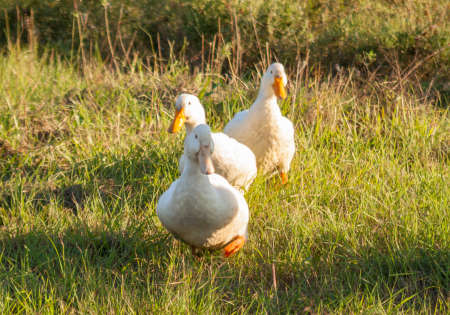 Three White Ducksの写真素材