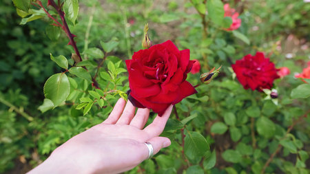 Female hand hand gently touches a red rose on a flower bed. Closeup shot.の写真素材