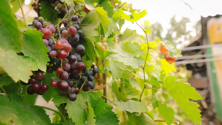 Juicy bunch of red and blue grapes on a branch with green leaves, grape harvest. Blurred background....