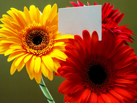 bouquet of colorful Gerbera Daisies with a blank card for your special textの写真素材