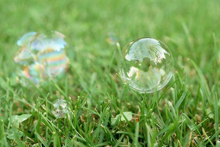 soap transparent bubbles with reflection on lush green grass