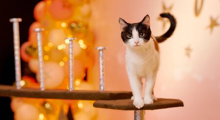 cat on the platform looks at the cameraの写真素材