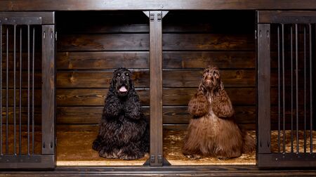 portrait of two nice american cocker spaniels in nice dog house