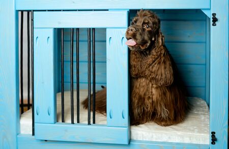 beautiful dark brown American spaniel in an open blue cage booth