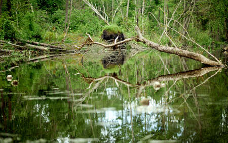 Scenic thickets with fallen wood near the water reflected in the pondの写真素材