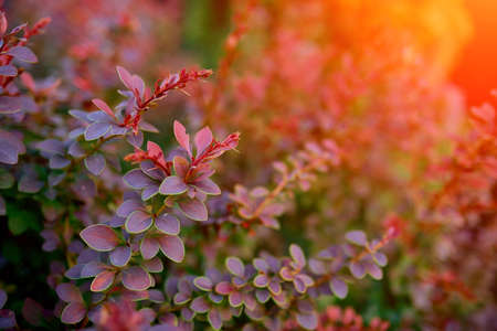 Barberry bush, colorful floral red background, Autumn background with Thunberg barberry. High quality photoの写真素材